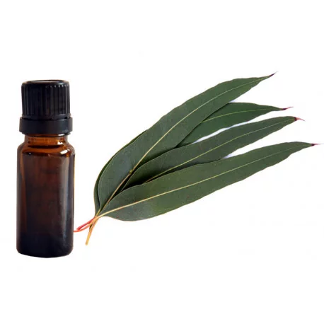 Esenciálny olej, 100% čistý - Eukalyptus 